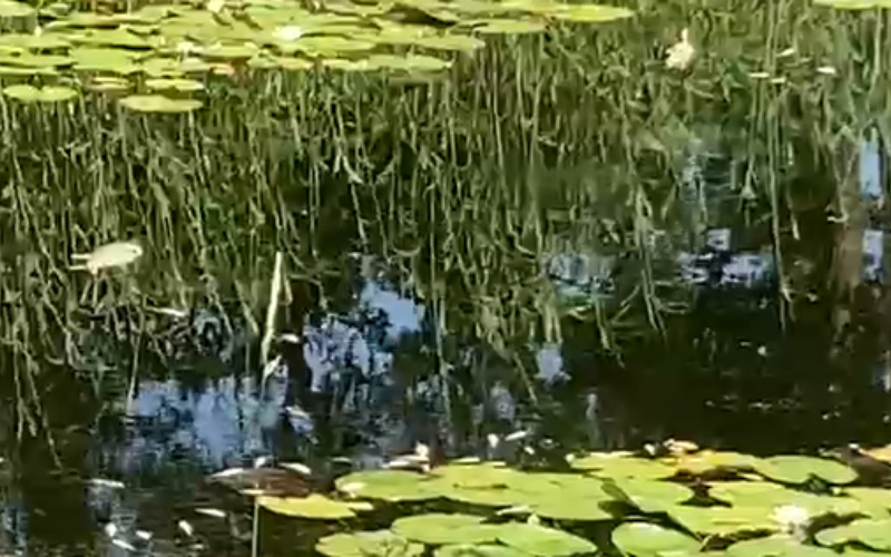 Reutum dode vissen almelo nordhorn kanaal 1