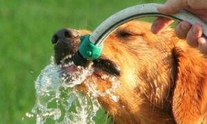 11367 Drinkende hond