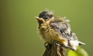 11842 vogels