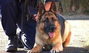 12419 Politiehond