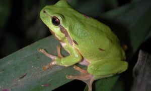 12681 Hyla arborea01