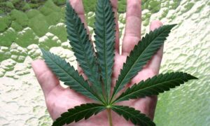 13613 marihuana