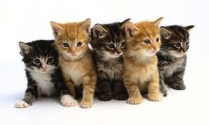 14897 Kittens