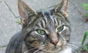 15679 kat