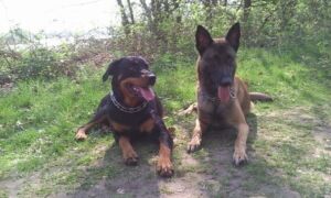 168889 honden2 2
