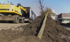 176594 amberboom museumlaan
