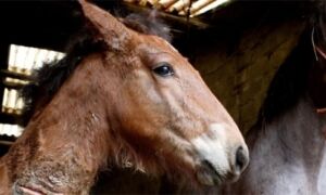 18173 Paard