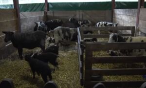 187265 lammetjes 1