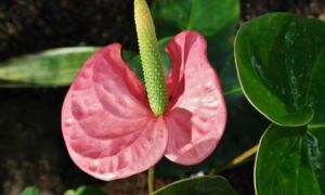 187486 plant