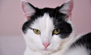 189913 kat poes