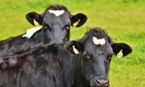 191725 cows 982159 960 720