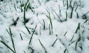 193149 sneeuw op gras