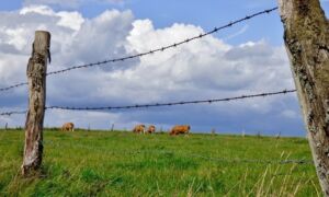 198351 fence 493093 960 720