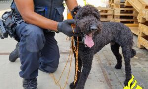 20220727 Loslopende hond Westerval Enschede politie facebook