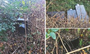 20241203 Shelters Cromhoffpark katten zwerfkatten Gemeente Enschede