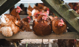 20251126 kippen pixabay