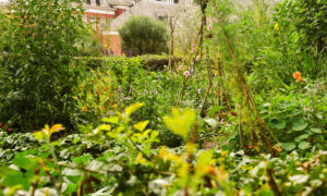 20251228 natuurhus almelo