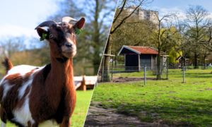 20260401 vijftig jaar jubileum kinderboerderij enschede noord