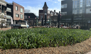20260409 tulpen koornmarkt