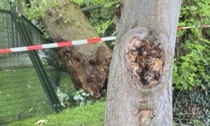 20260601 lansinkesweg boom IMG 3190 na incident afknappen boomtak