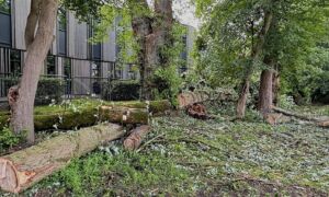 20260603 lansinkesweg boom IMG 3223 situatie na kappen