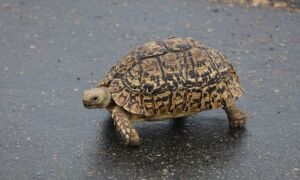 203767 schildpad