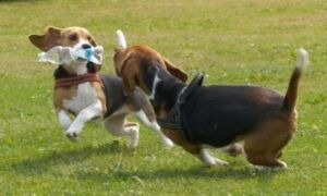205440 honden 1