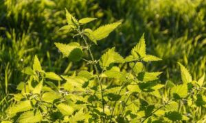 210810 brandnetels