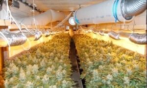 212070 Hennepkwekerij in volle bloei