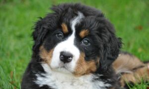 212741 bernese mountain dog 1177076 960 720