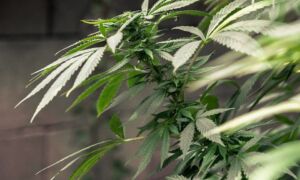 213274 cannabis 1062902 960 720