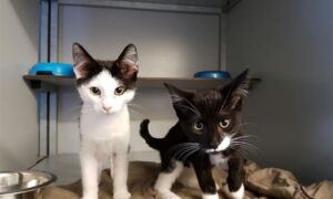 214374 kittensdiekman