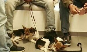 221827 puppies