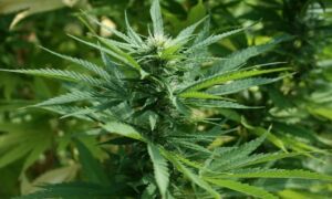 226167 marijuana