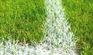 228917 football field 488383 960 720