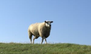 236471 sheep 1776061 640