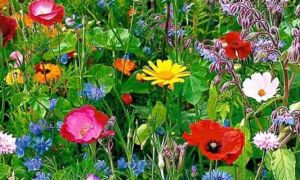 23979 wilde bloemen border1