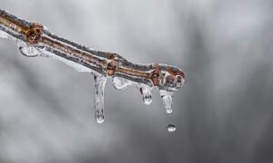 240066 Winter