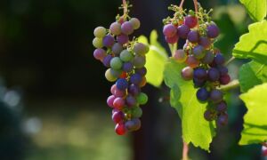 240709 druiven wijn PIXABAY