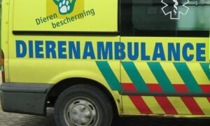 24144 dierenambulance 33 B1813 C79719313 C12579 CD004 CC885 6