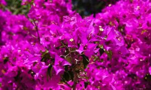242216 bougainvillea 384974 960 720