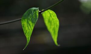 244233 leaf 318667 960 720
