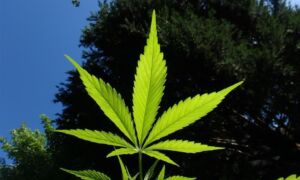 244776 cannabis 1382955 1920