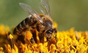 244825 bee 1521282 1920