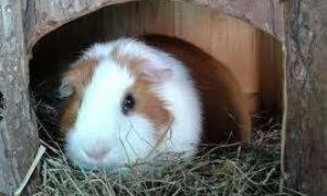 24867 cavia