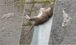 250514 ratten hengelo