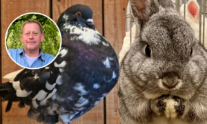 251104 kleindierenshow2