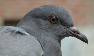 252902 pigeon 380221 640