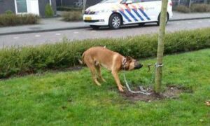 253855 hond 1