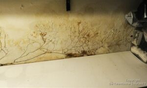 253968 image 32